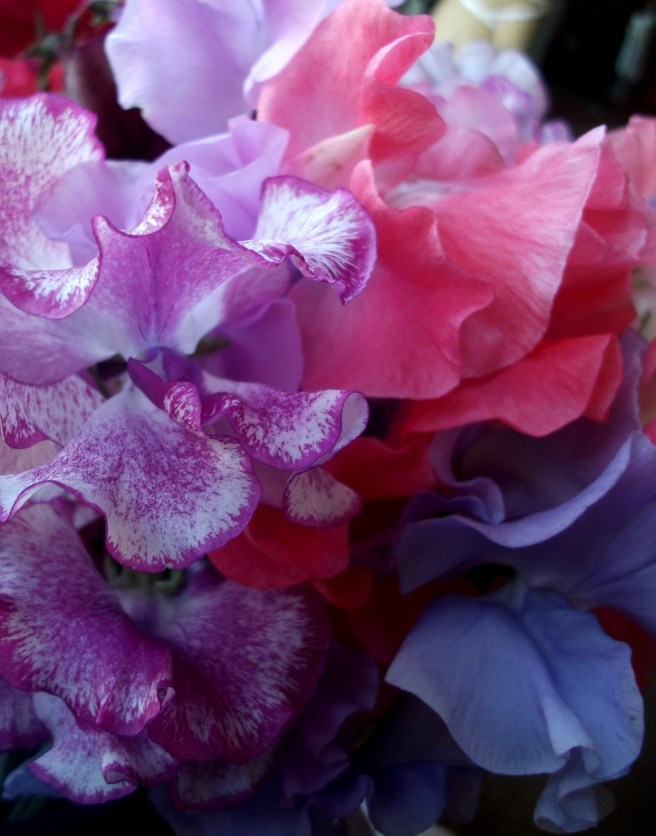 Sweetpea show at the PYO farm