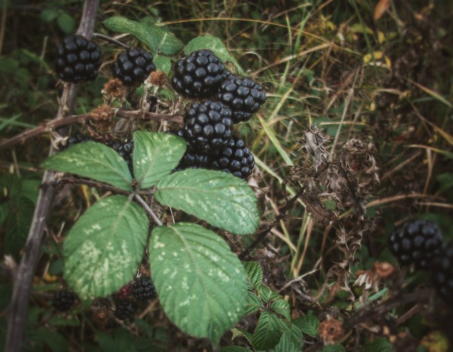 blackberries