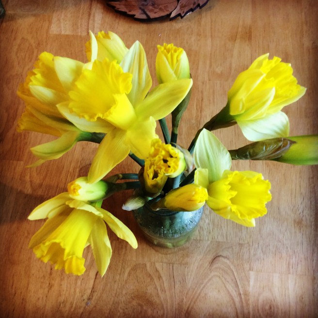 daffodils